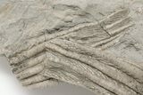 Two Fossil Crinoids (Parascytalocrinus?) - Crawfordsville, Indiana #198577-2